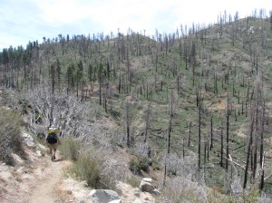 G Dub hiking through a burned zone after Big Bear. It was an extremely windy day and we could hear trees going down all around us.