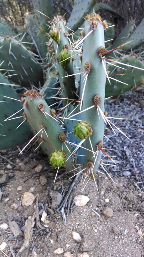 IMG_20140425_072255649