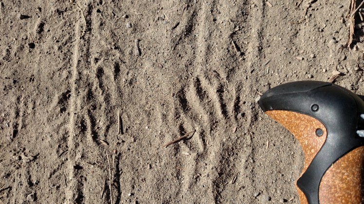 raccoon tracks