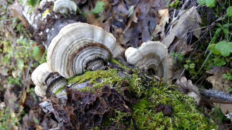 turkey tail fungi